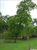 Junghas Park - BAYAMÓN